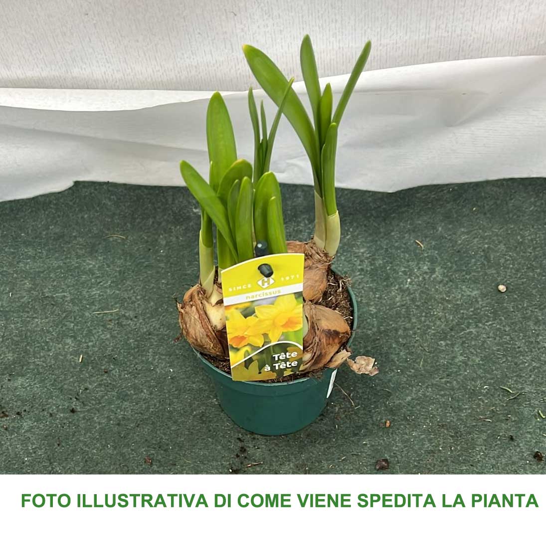 NARCISI TETE A TETE VASO 9CM
