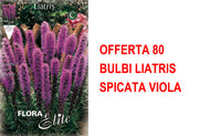 OFFERTA 80 BULBI LIATRIS SPICATA VIOLA
