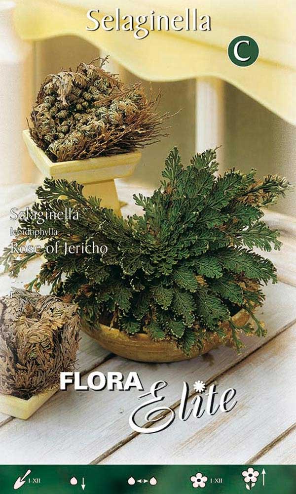 ROSA DI JERICHO (3 PIANTE)