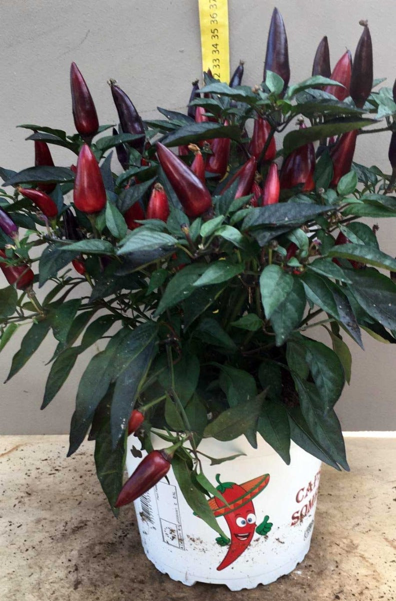 CAPSICUM ANNUUM PEPERONCINO ORNAMENTALE VASO 17CM