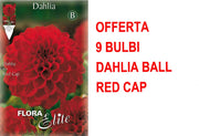 OFFERTA 9 BULBI DI DAHLIA BALL RED CAP