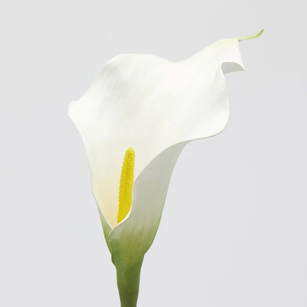 RAMO CALLA H65CM BIANCO