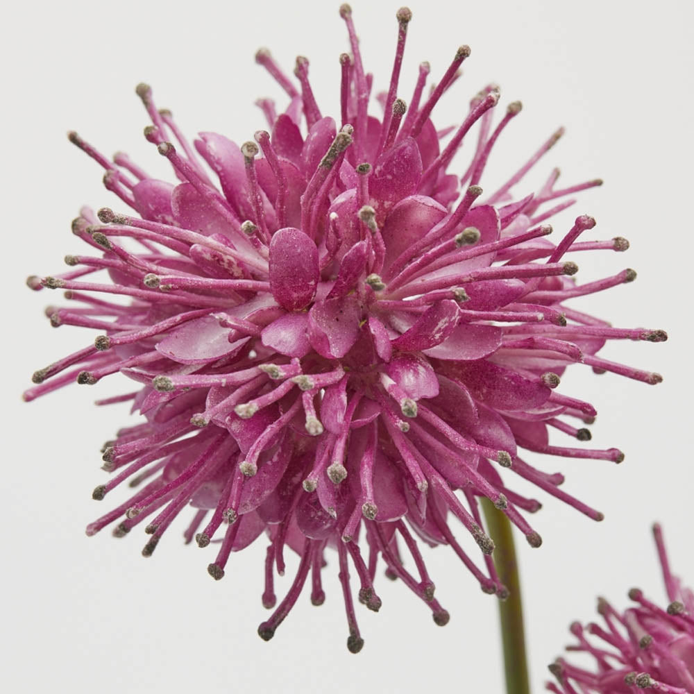 RAMO DI SUCCISA 2PEZZI H60CM COLORE FUCSIA
