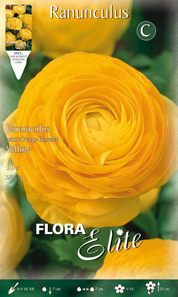 RANUNCOLO ASIATIC YELLOW (CONFEZIONE DA 10 BULBI)