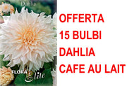 OFFERTA 15 BULBI DAHLIA DINNERPLATE CAFE AU LAIT