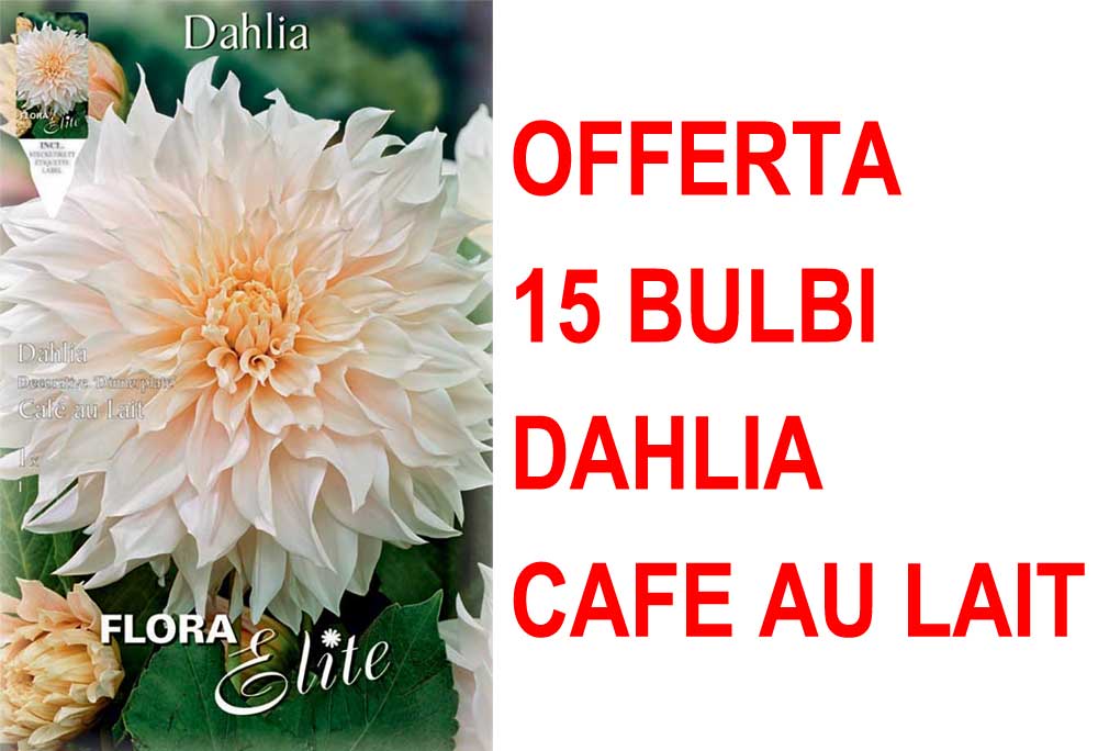 OFFERTA 15 BULBI DAHLIA DINNERPLATE CAFE AU LAIT