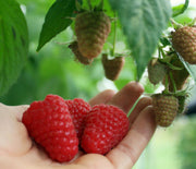 LAMPONE ROSSO REGINA (1 PIANTA)