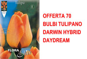 OFFERTA 70 BULBI TULIPANO DARWIN HYBRID DAYDREAM