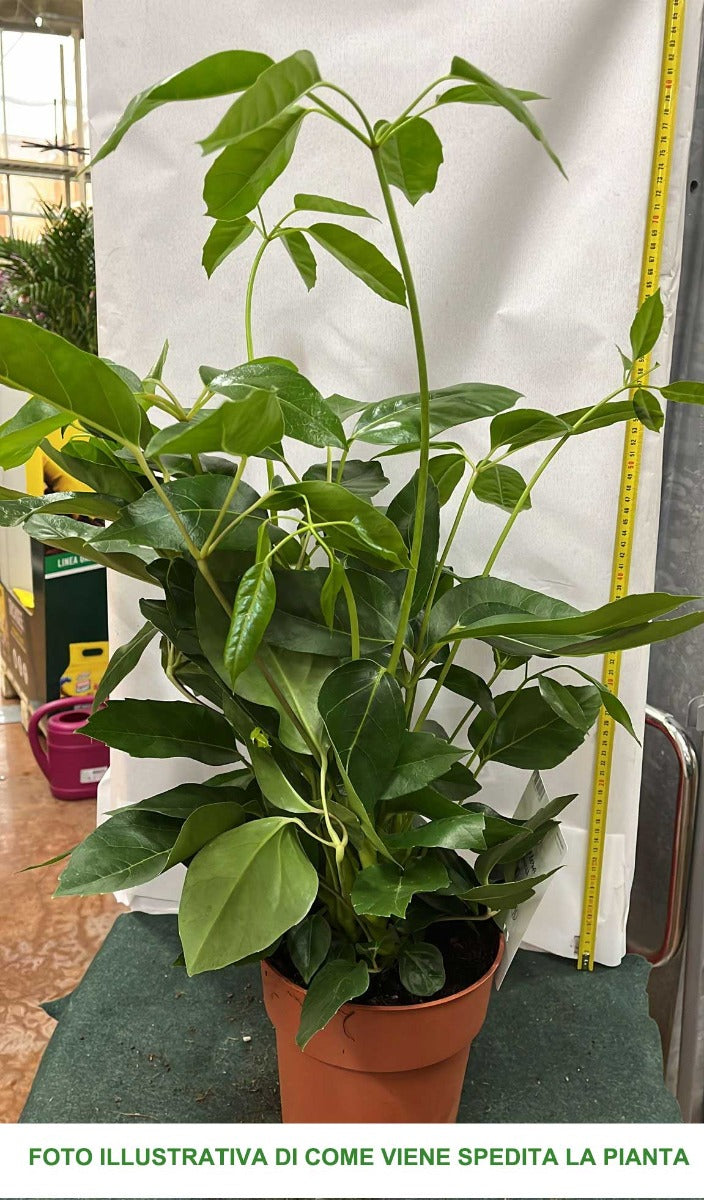SCHEFFLERA ACTINOPHYLLA IN VASO 20CM