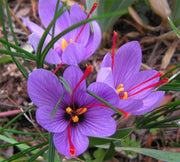 OFFERTA 1000 BULBI DI CROCUS SATIVUS ZAFFERANO