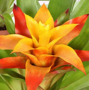GUZMANIA FLAVA IN VASO 12CM