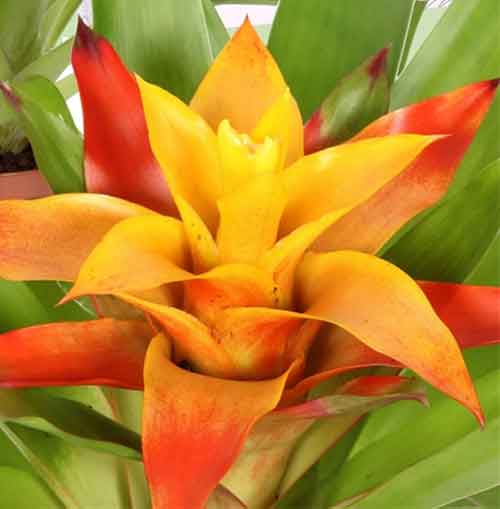 GUZMANIA FLAVA IN VASO 12CM