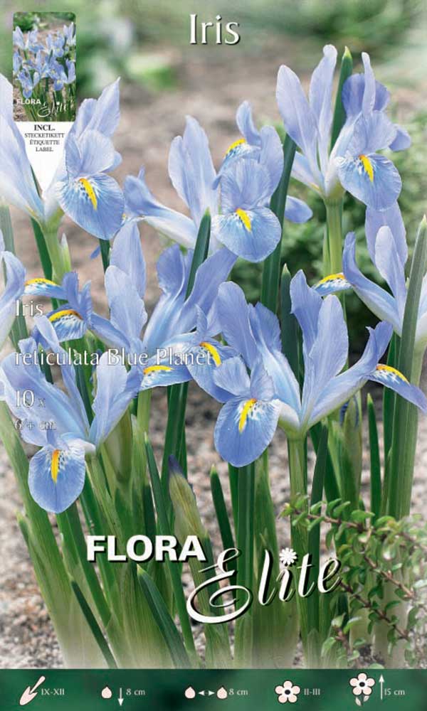 IRIS RETICULATA BLUE PLANET (CONFEZIONE DA 10 BULBI)