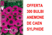 OFFERTA 300 BULBI ANEMONE CORONARIA THE BRIDE SYLPHIDE