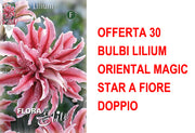 OFFERTA 30 BULBI LILIUM ORIENTAL MAGIC STAR A FIORE DOPPIO