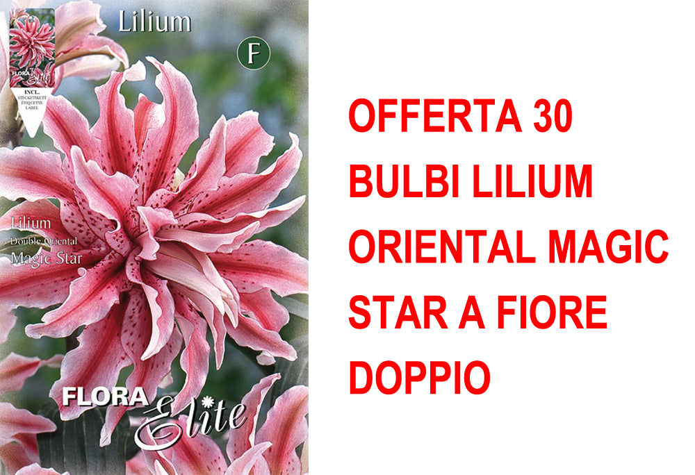 OFFERTA 30 BULBI LILIUM ORIENTAL MAGIC STAR A FIORE DOPPIO