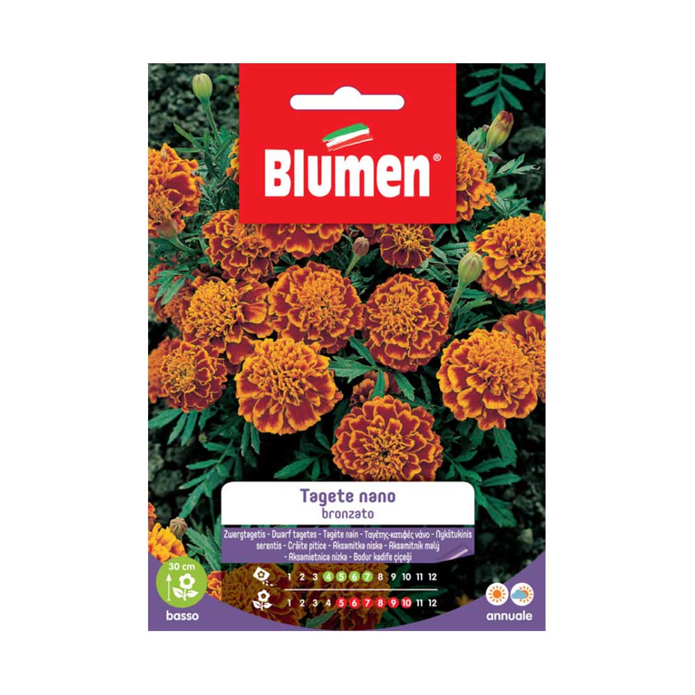 SEMI TAGETE NANO BRONZATO BLUMEN