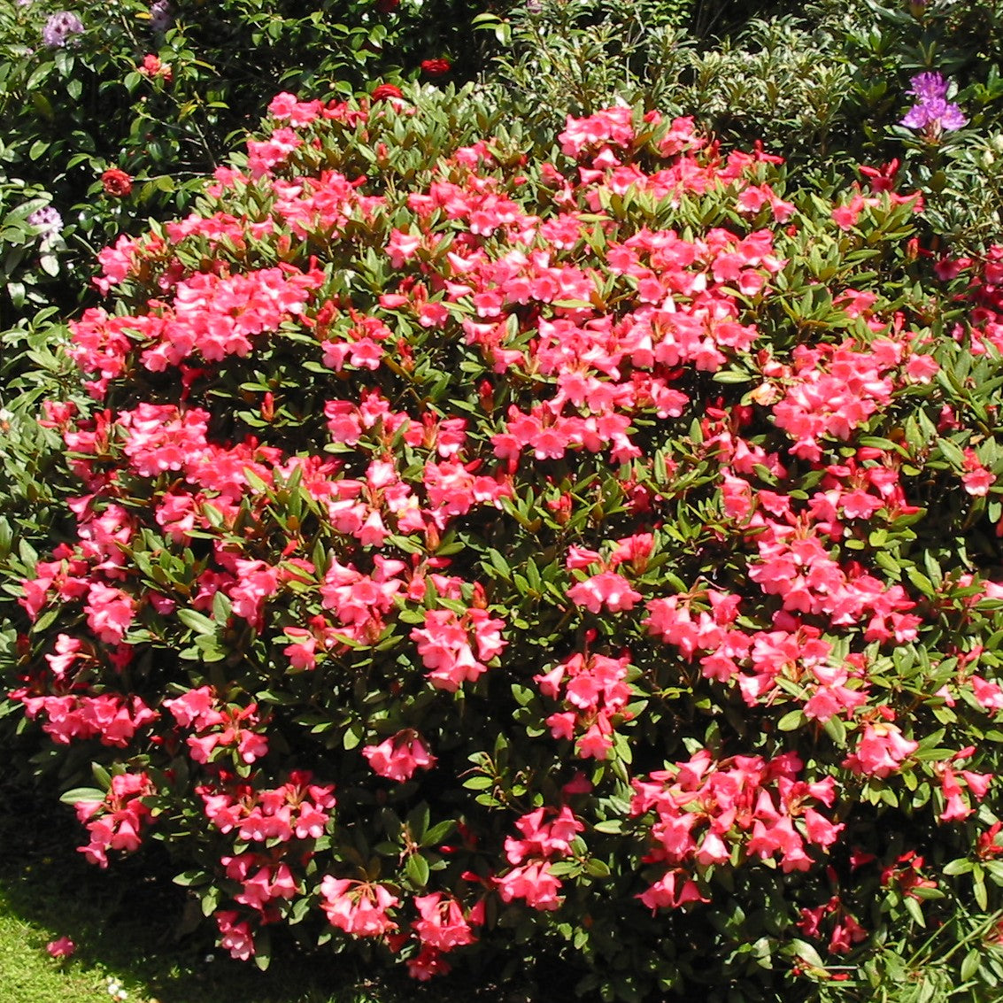 RODODENDRO WINSOME IN VASO 21CM