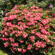 RODODENDRO WINSOME IN VASO 21CM