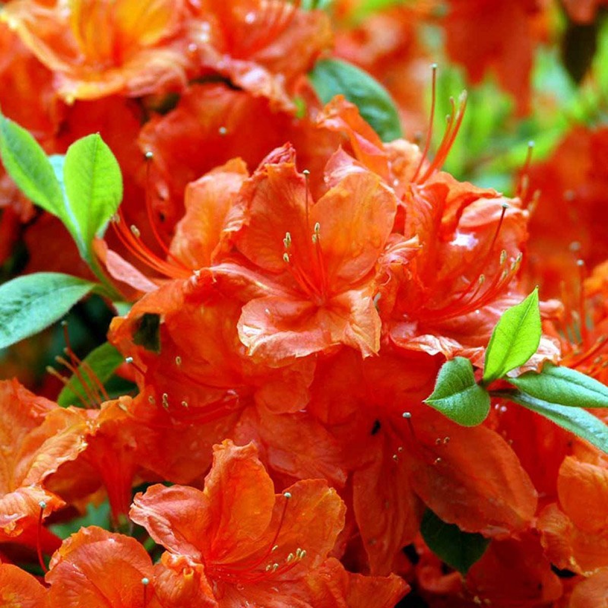 AZALEA MOLLIS HOTSPUR RED VASO 21CM
