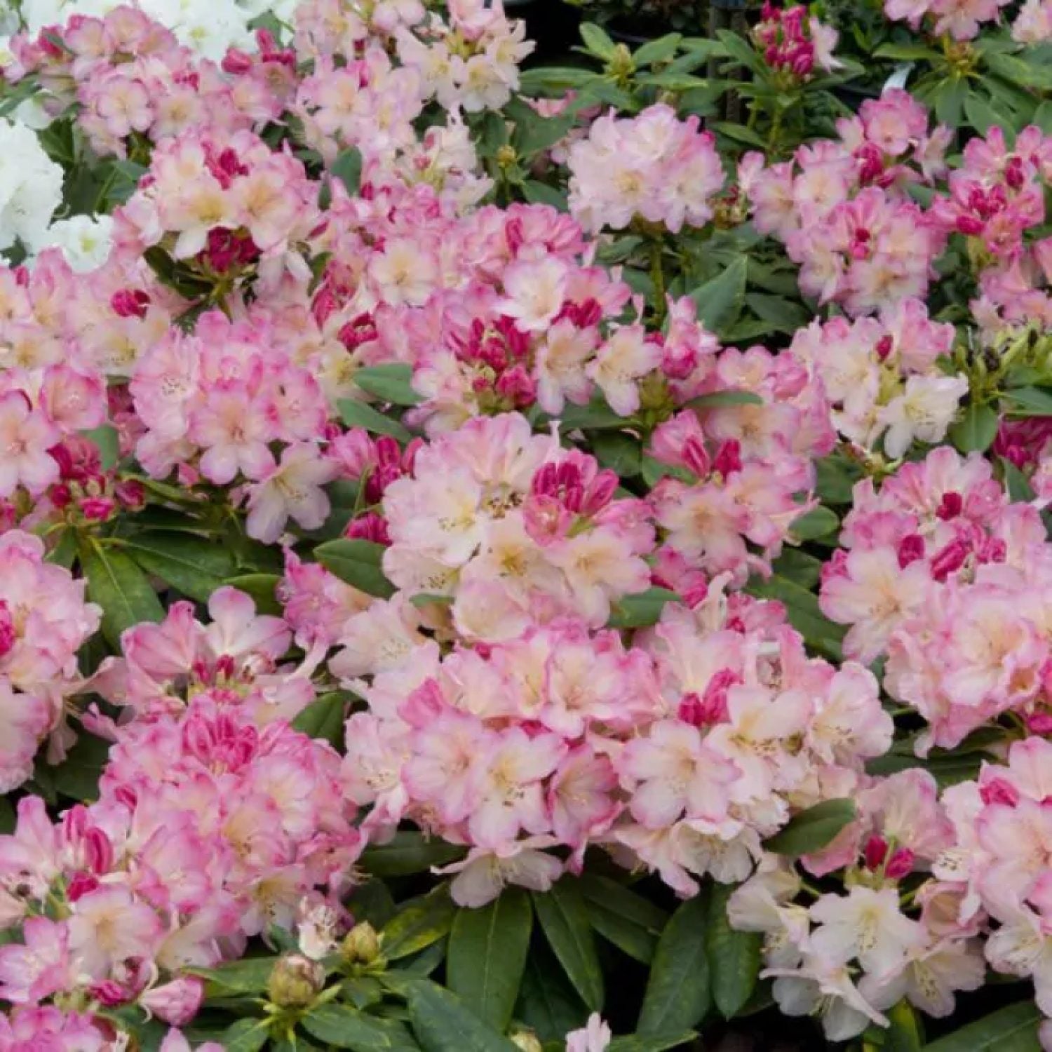 Rododendro Percy Wiseman in vaso da 17cm