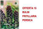 OFFERTA 15 BULBI FRITILLARIA PERSICA