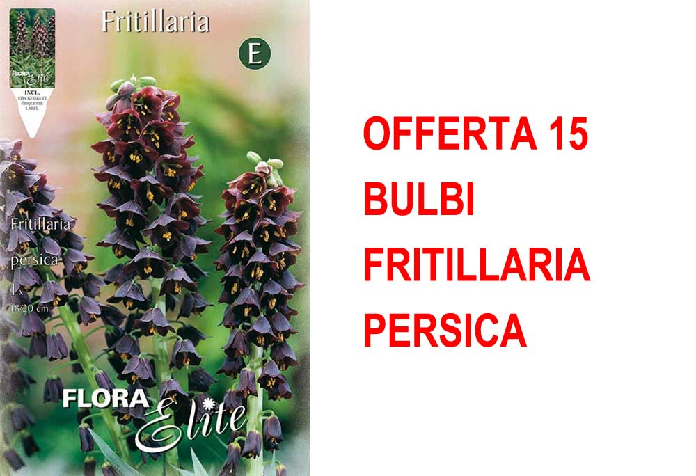 OFFERTA 15 BULBI FRITILLARIA PERSICA