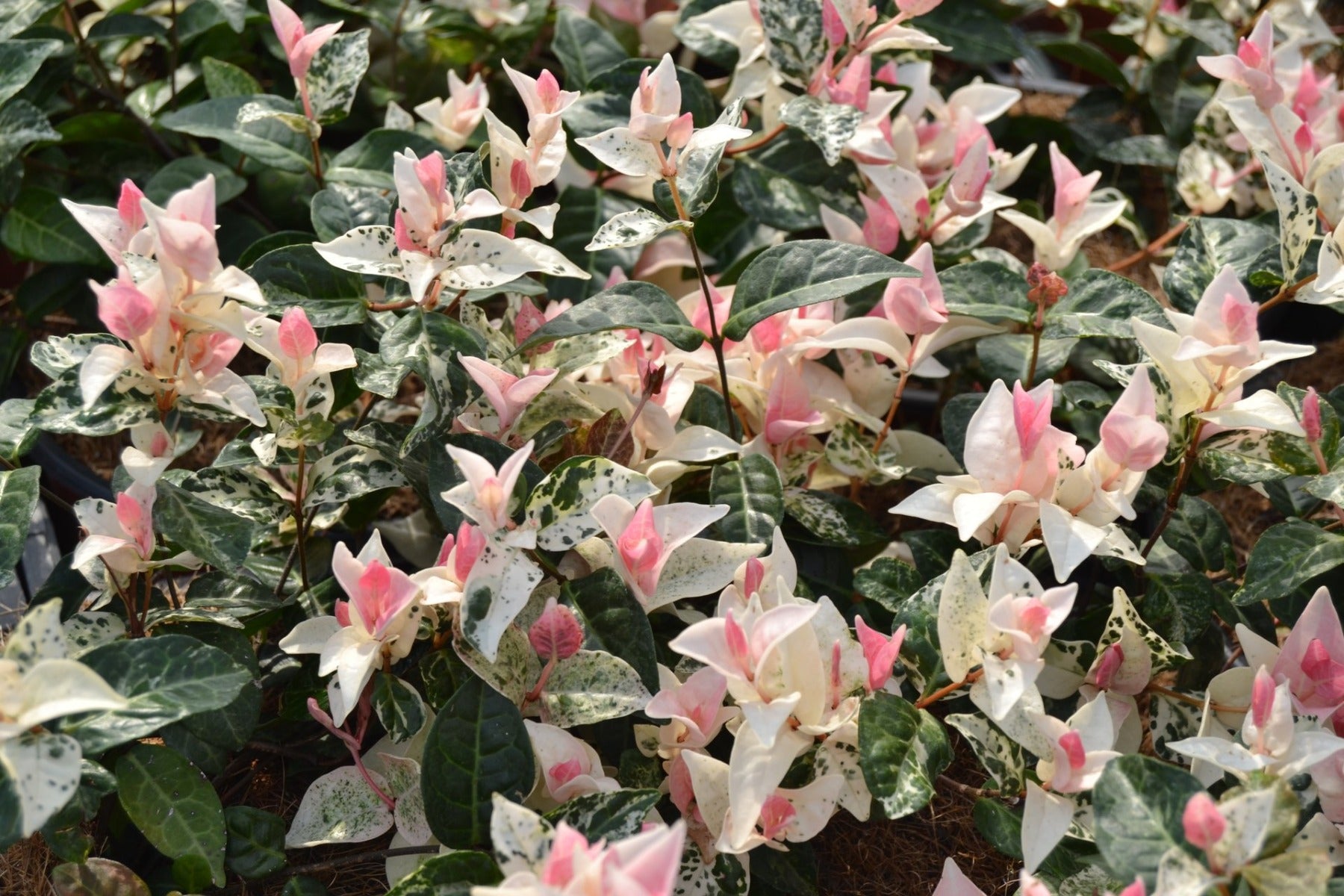 TRACHELOSPERMUM JASMIN GELSOMINO TRICOLOR VASO 24CM