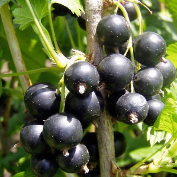RIBES NERO TITANIA (1 PIANTA)