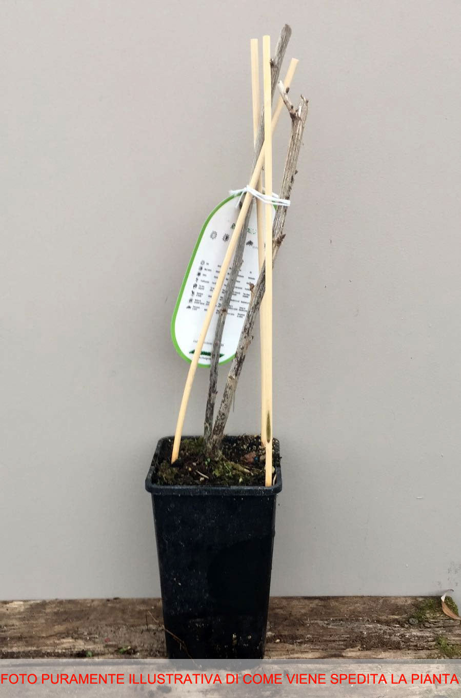 RIBES ROSSO JONKHEER VAN TETS (1 PIANTA)