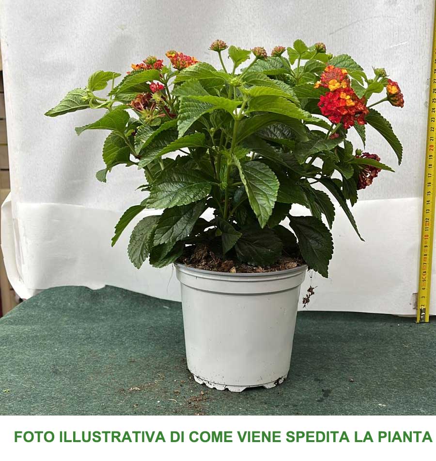 LANTANA CAMARA COLORE ASSORTITO VASO 14CM