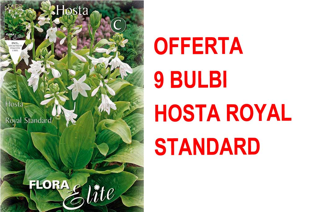 OFFERTA 9 BULBI DI HOSTA FORTUNEI ROYAL STANDARD