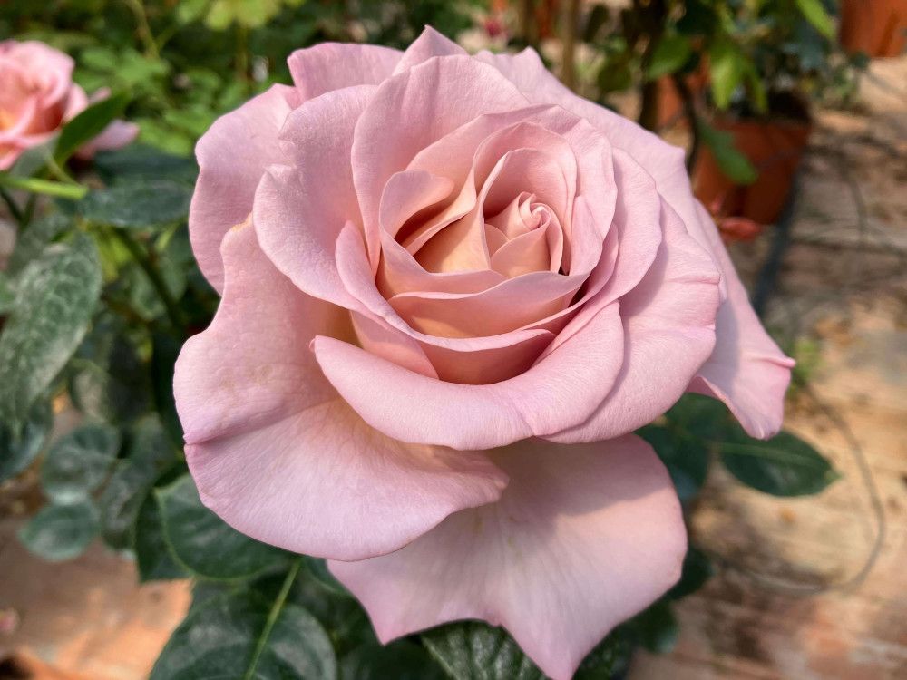 ROSA BLU GIRL GRANDE FIORE