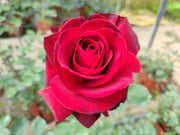 ROSA EDITH PIAF RAMPICANTE