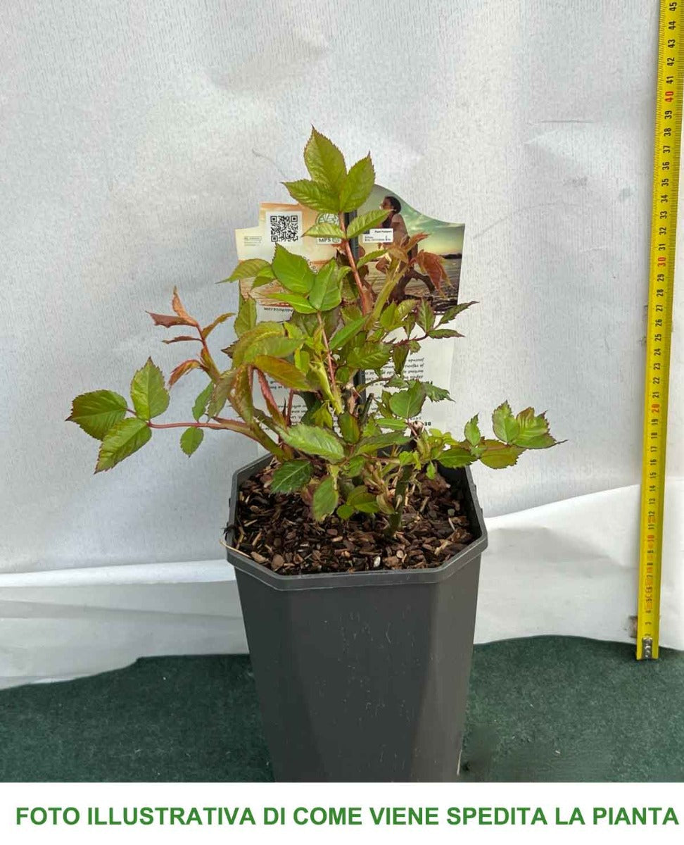 ROSA NATASHA RICHARDSON IN VASO 19CM