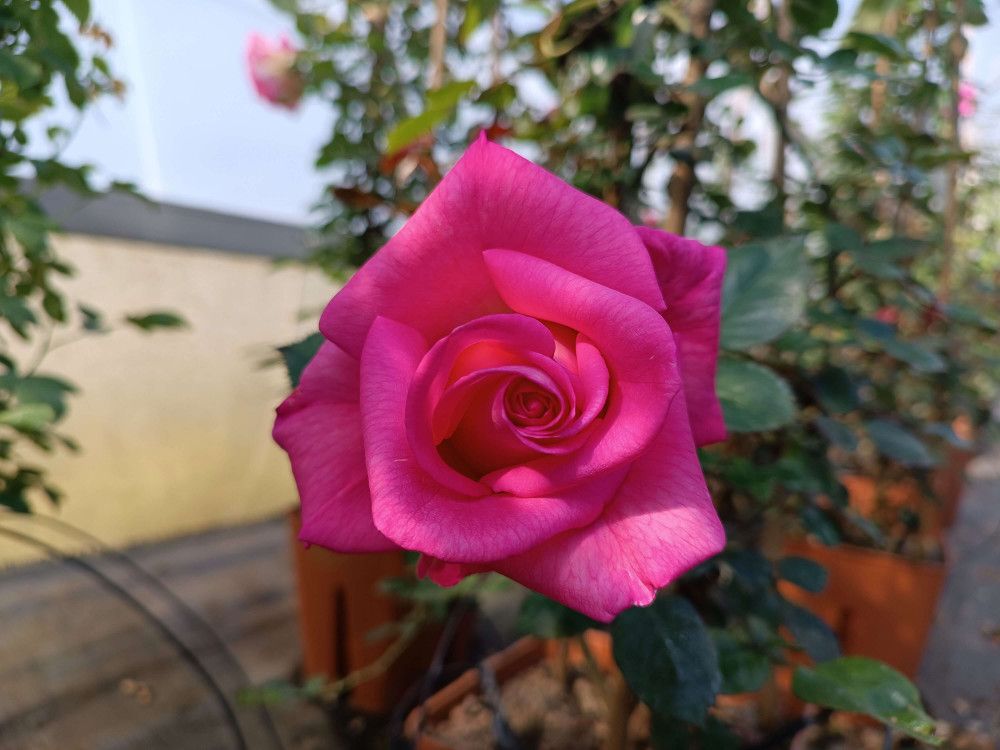 ROSA PARFUM ROYAL GRANDE FIORE