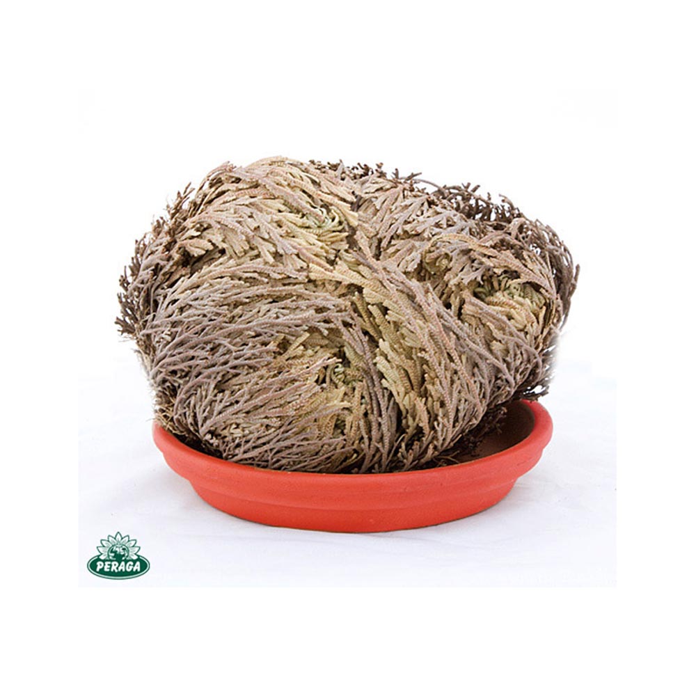 ROSA DI JERICHO (1 PIANTA)