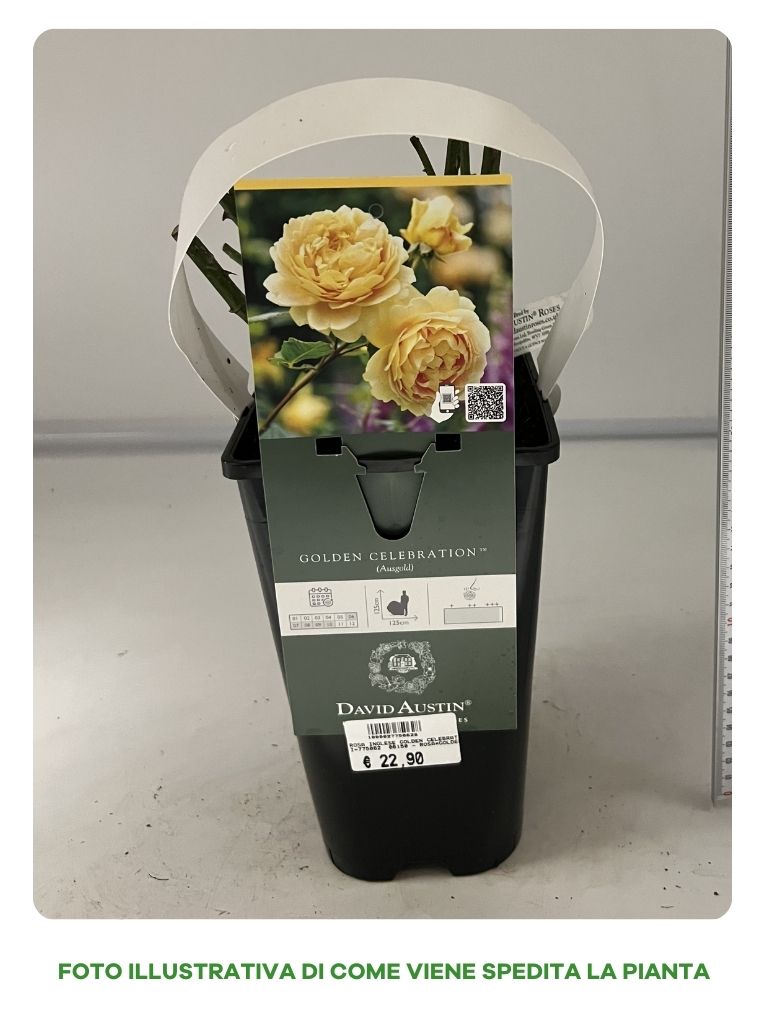 ROSA GOLDEN CELEBRATION VASO 16CM