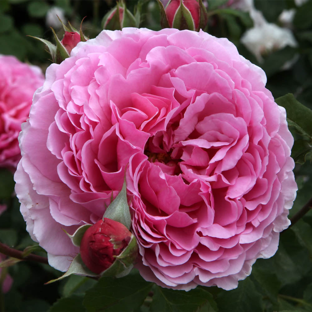 ROSA PRINCESS ALEXANDRA OF KENT VASO 16CM – Peragashop