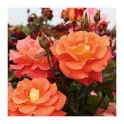 ROSA DANIEL GELIN POLIANTA