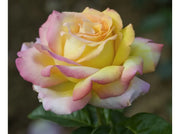 ROSA MADAME MEILLAND GRANDE FIORE