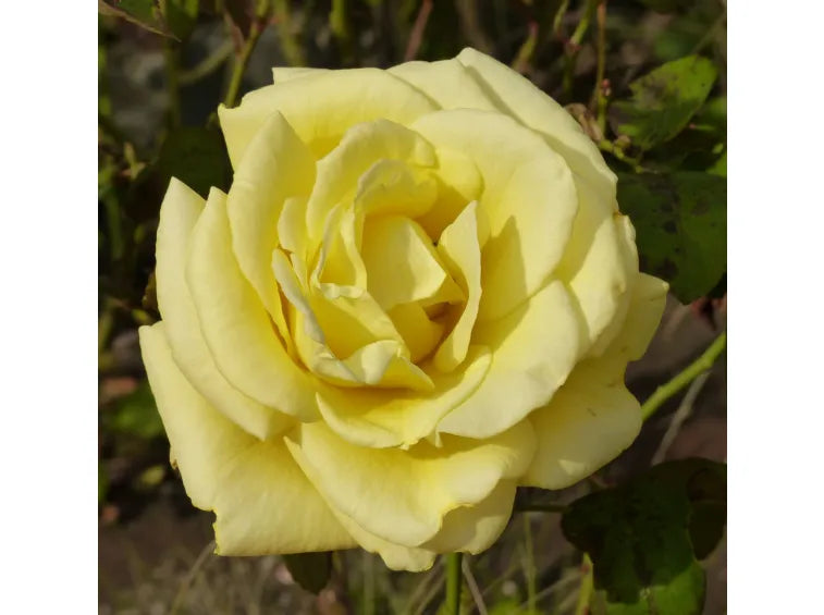 ROSA GOLDEN PERFUMELLA GRANDE FIORE