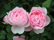ROSA SCEPTER D'ISLE