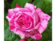 ROSA CRAZY FASHION GRANDE FIORE