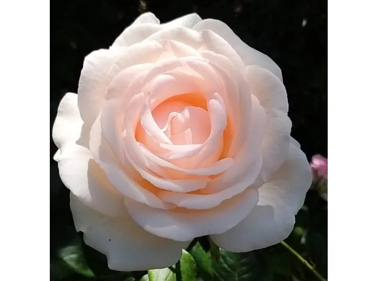 ROSA GRUAUD LAROSE GRANDE FIORE