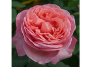 ROSA M.LLE MEILLAND ROMANTICA