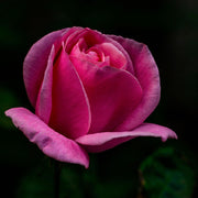 ROSA LOLITA LEMPICKA GRANDE FIORE