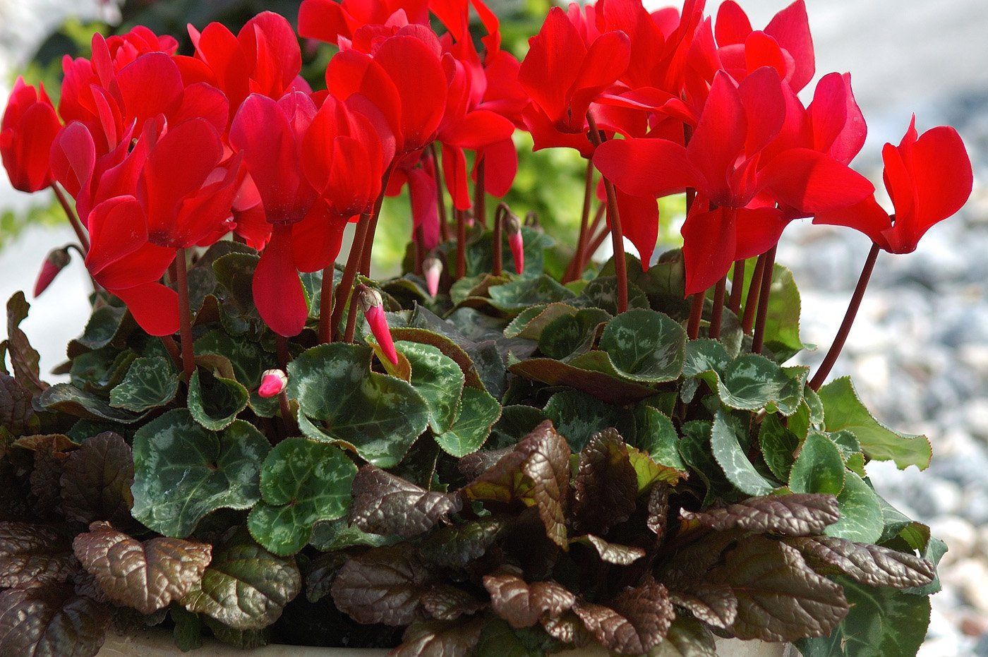 OFFERTA 3 PIANTE DI CICLAMINI COLORI ASSORTITI FUCSIA BIANCHI ROSSI VASO 10CM