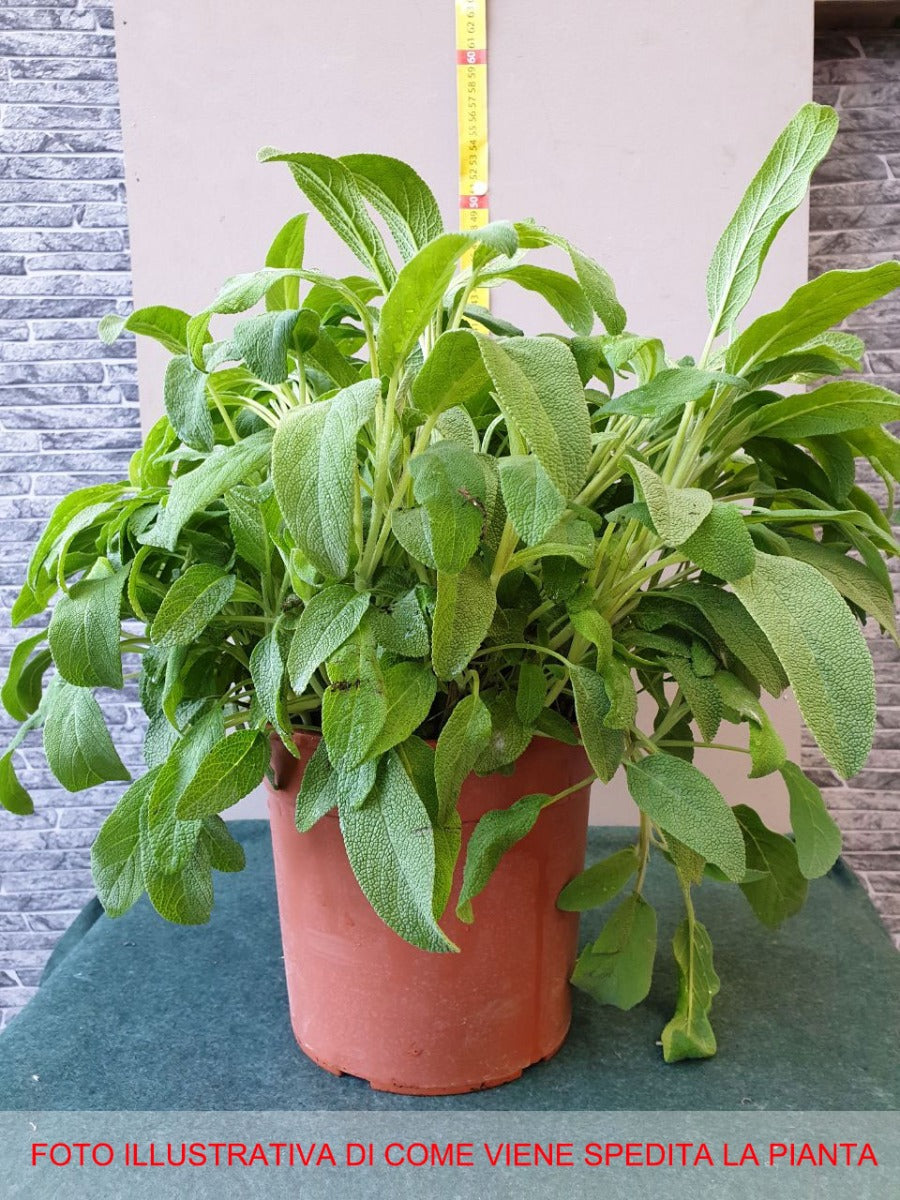 SALVIA OFFICINALIS IN VASO 18CM