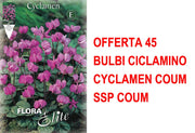 OFFERTA 45 BULBI CICLAMINO CYCLAMEN COUM SSP COUM